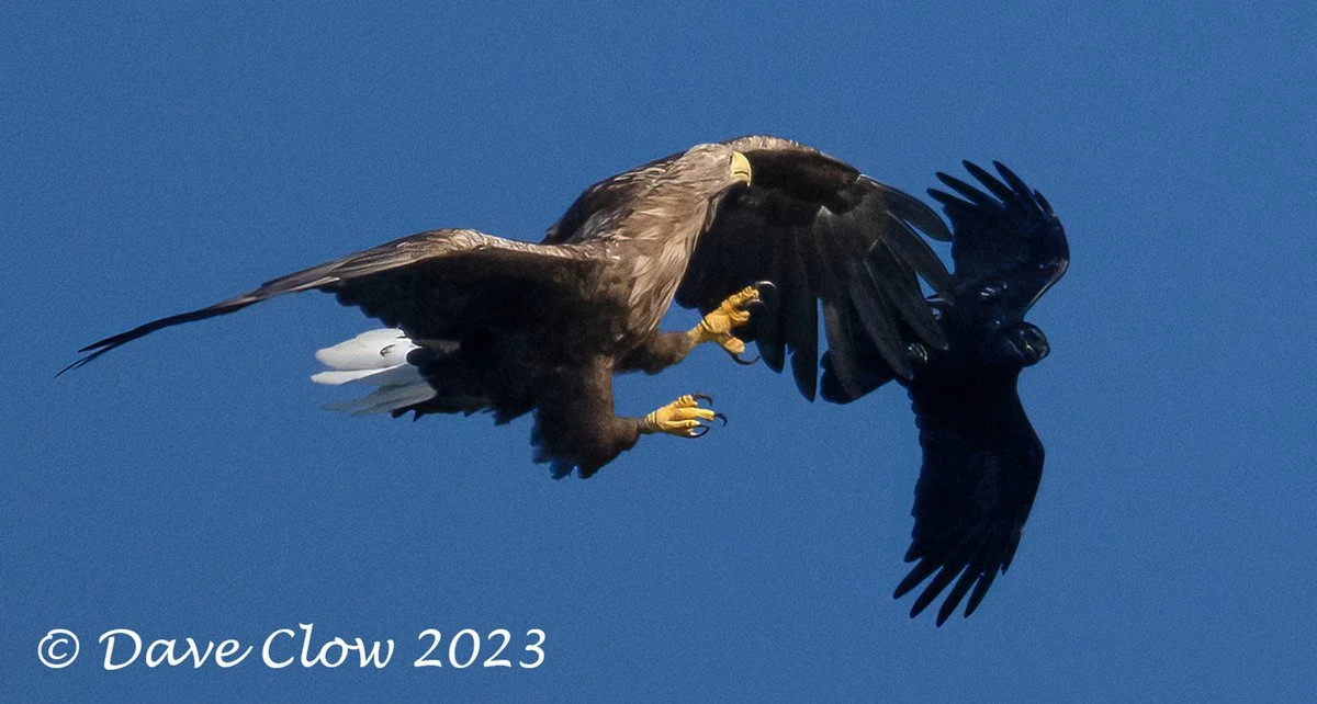 white-tailed sea eagle 2.jpg