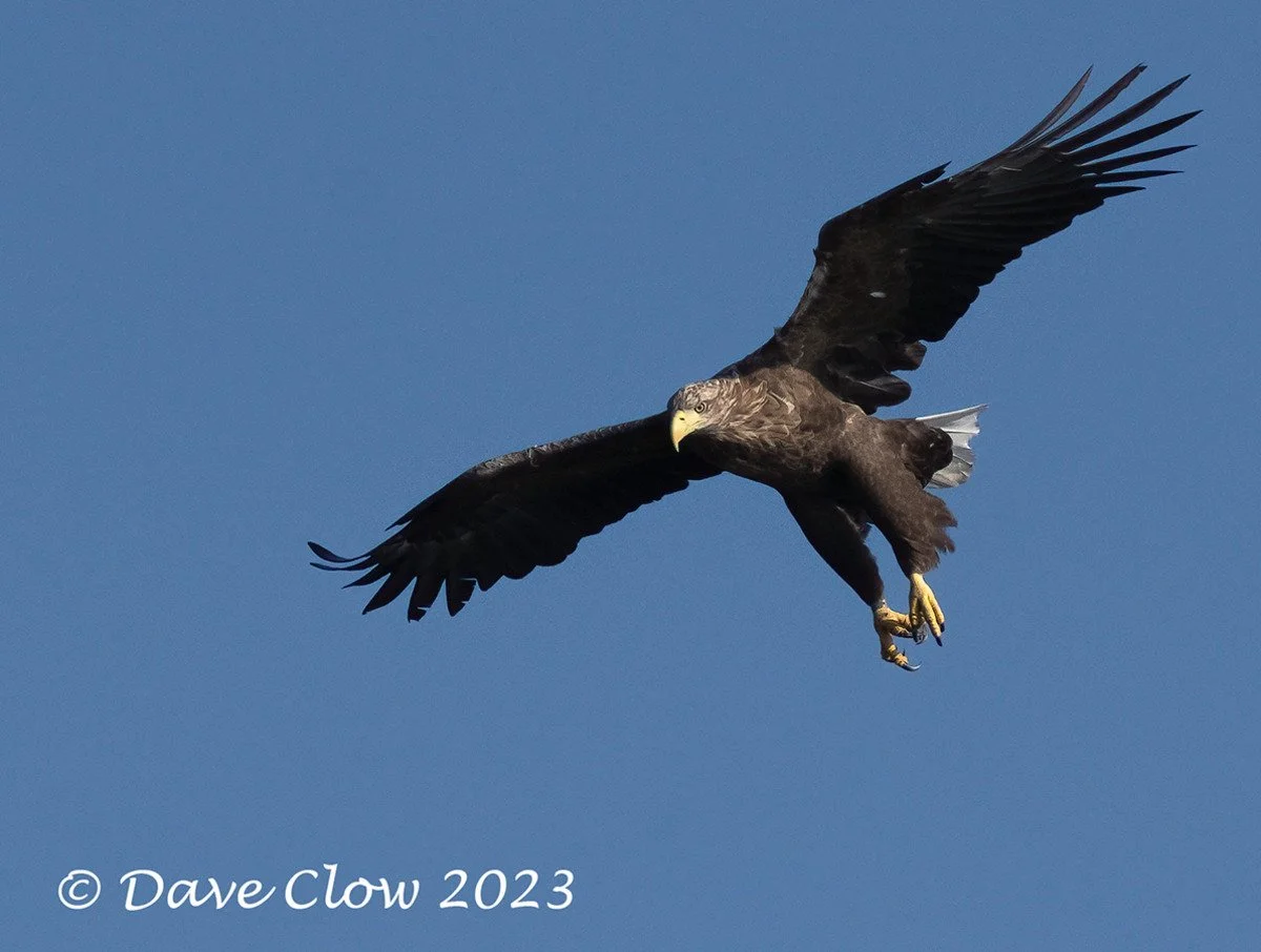 white-tailed sea eagle.jpg