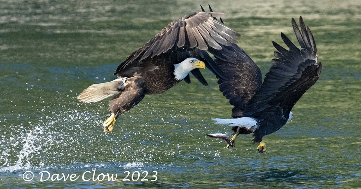 Fight for the Fish .jpg