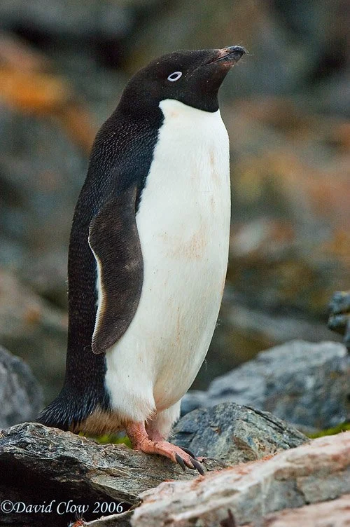 Adelie Penguin [Pygoscelis adeliae]