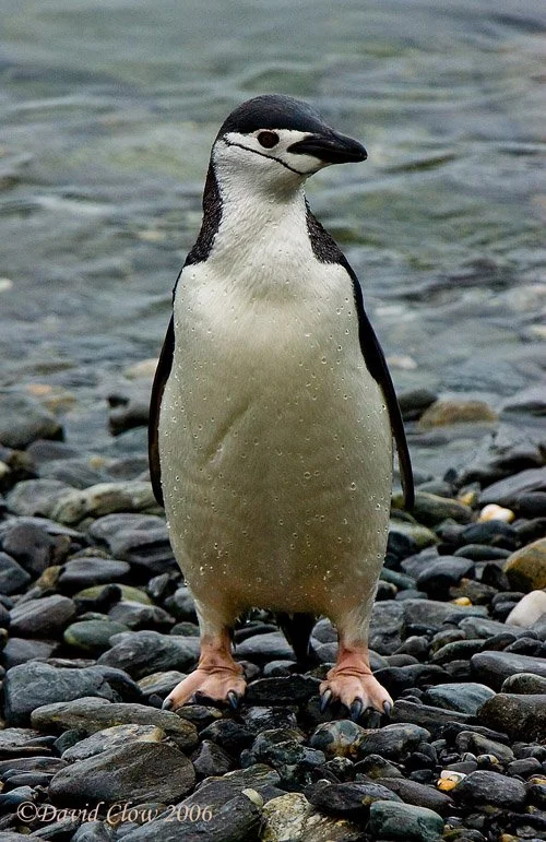 Chin Strap Penguin, Elephant Island
