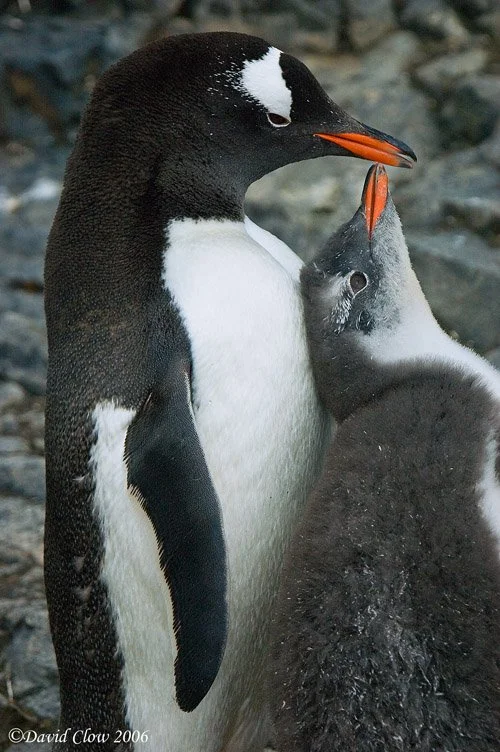 Gentoo parent and chick, Petermann Island