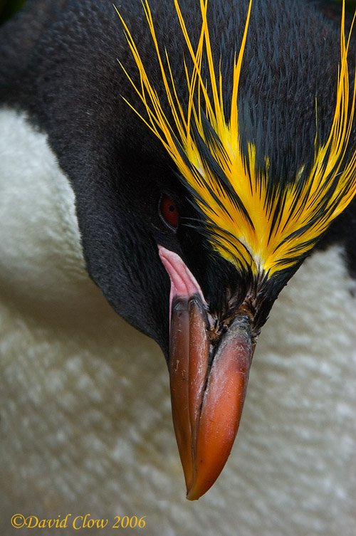 Macaroni Penguin [Eudyptes chrysolophus]