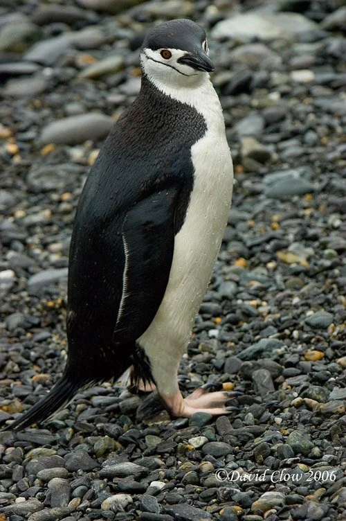 Chinstrap Penguin [Pygoscelis antarcticus