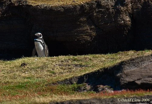 Magellanic Penguin nesting area, Falkland Islands