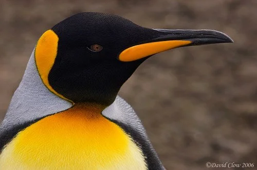 King Penguin [Aptenodytes patagonicus patagonicus]
