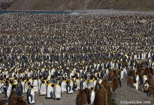 King Penguin colony, St Andrew's Bay, South Georgia