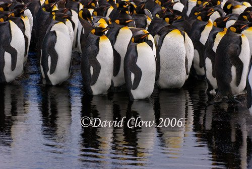 King penguins at Grytvyken, South Georgia