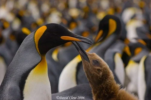 King Penguin and year old chick