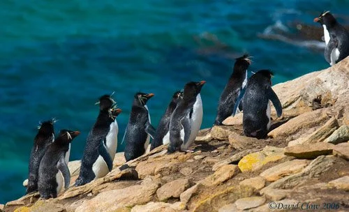 Southern Rockhopper Penquin [Eudyptes chrysocome chrysocome]