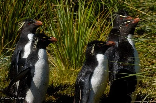Rockhopper penguin