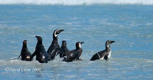 Magellanic penguin [Spheniscus magellanicus]