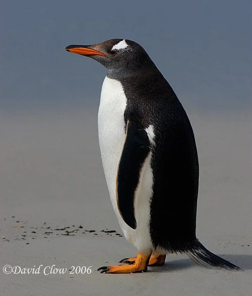 Subantarctic Gentoo Peguins [Pygoscelis papua papua]