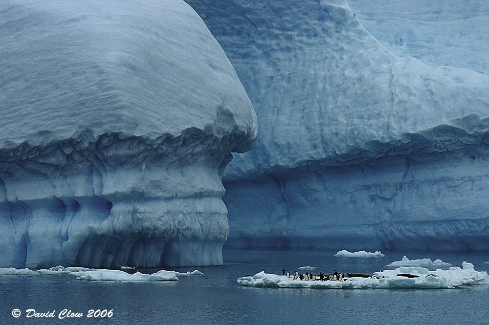 davidclow_adeliepenguinscrabeaterseals_antarcticpeninsula.jpg