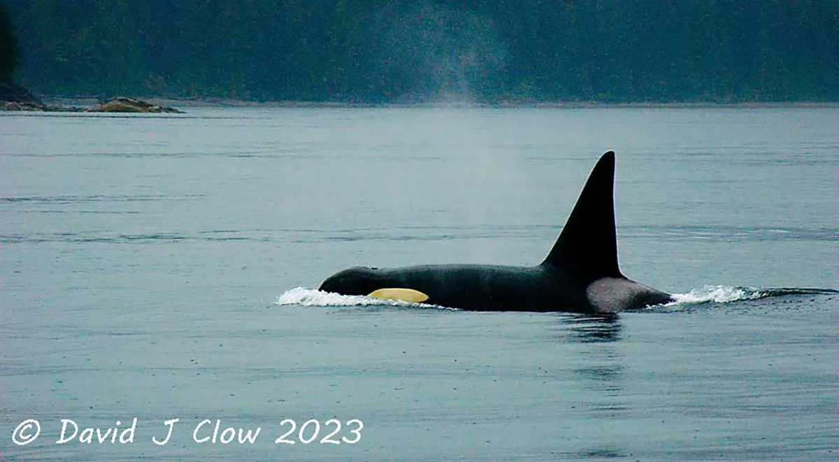  Orca in the rain.jpg
