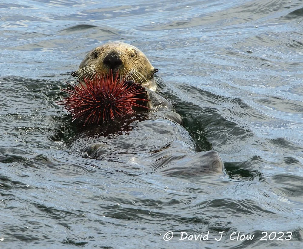 Sea Otter (Enhydra lutris)