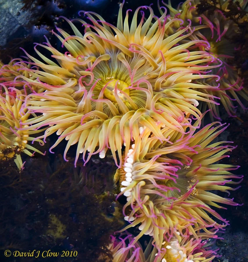 Aggregating Anemones [Anthopleura elegantissima]
