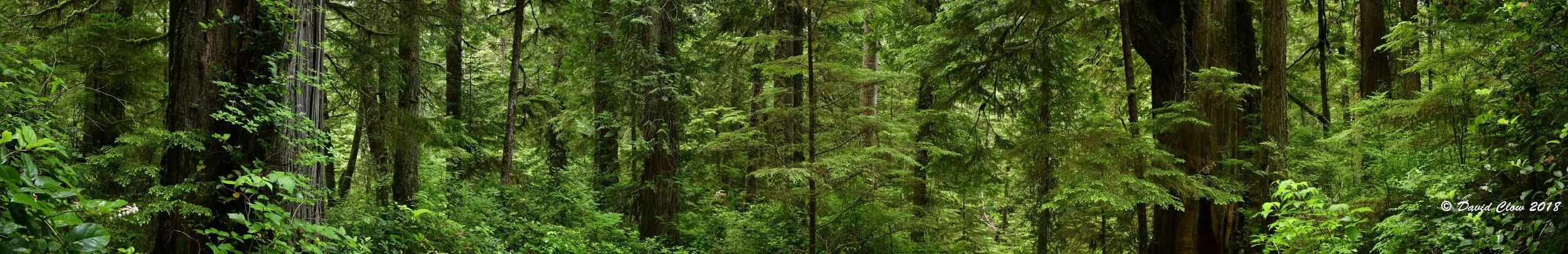 Rainforest Panorama.jpg