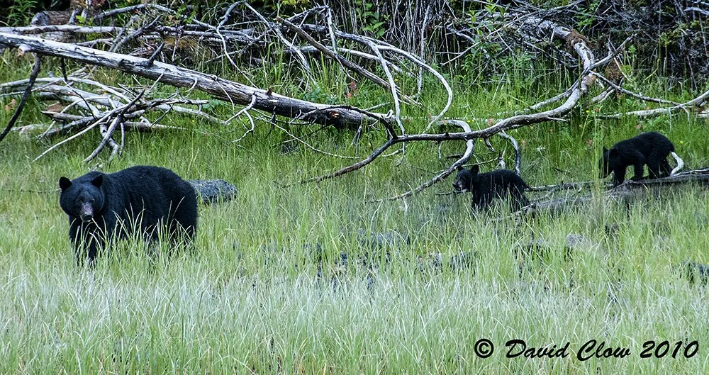 Black Bear (Ursus americanus)