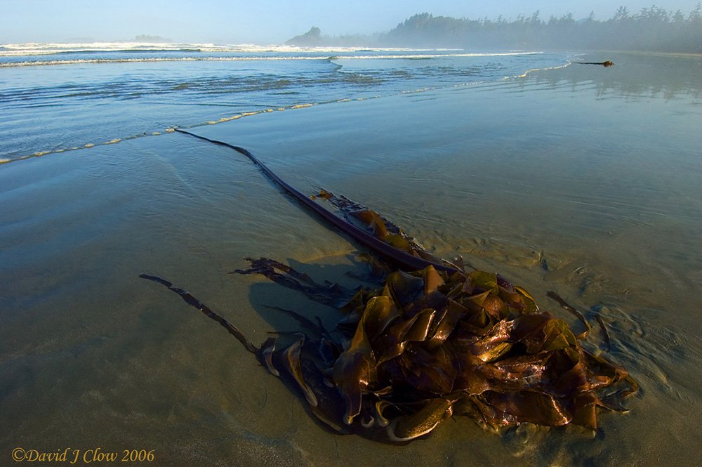  Bull Kelp [Nereocystis luetkeana] on Chesterman Beach