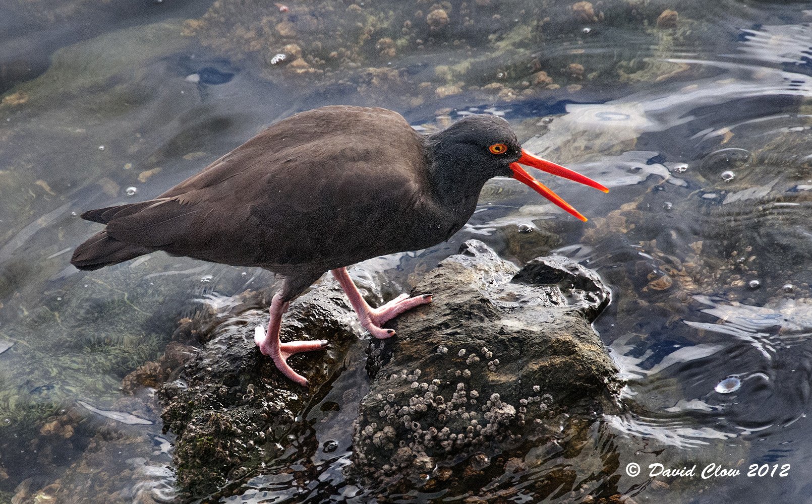 Black Oystercatcher [Haematopus bachmani]
