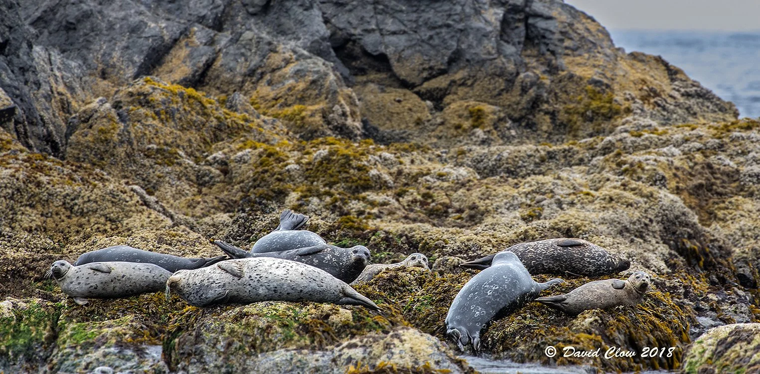 Habour Seal [Phoca vitulina]