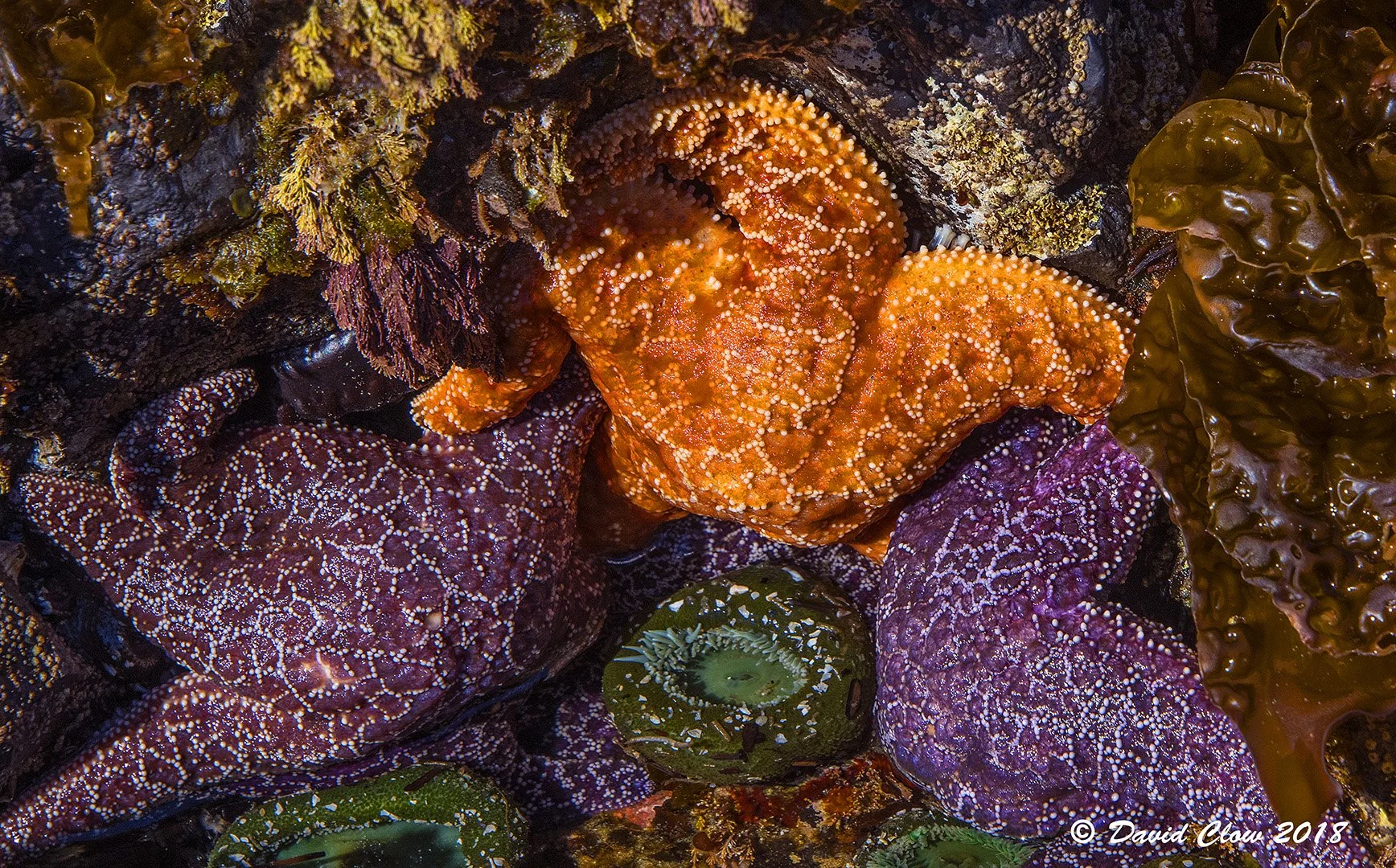Ochre Sea Stars and Giant Green Anemone