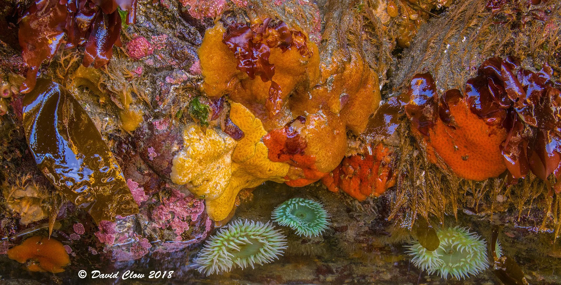 Low tide colours