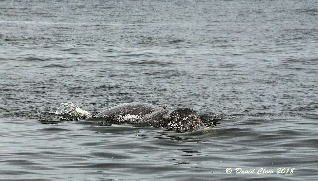 Gray Whale [Eschrichtius robustus]