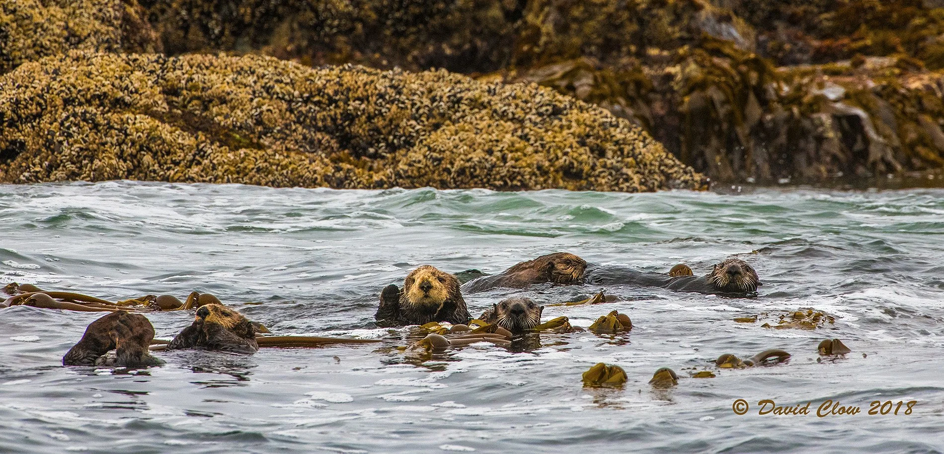 Sea Otters [Enhydra lutris]