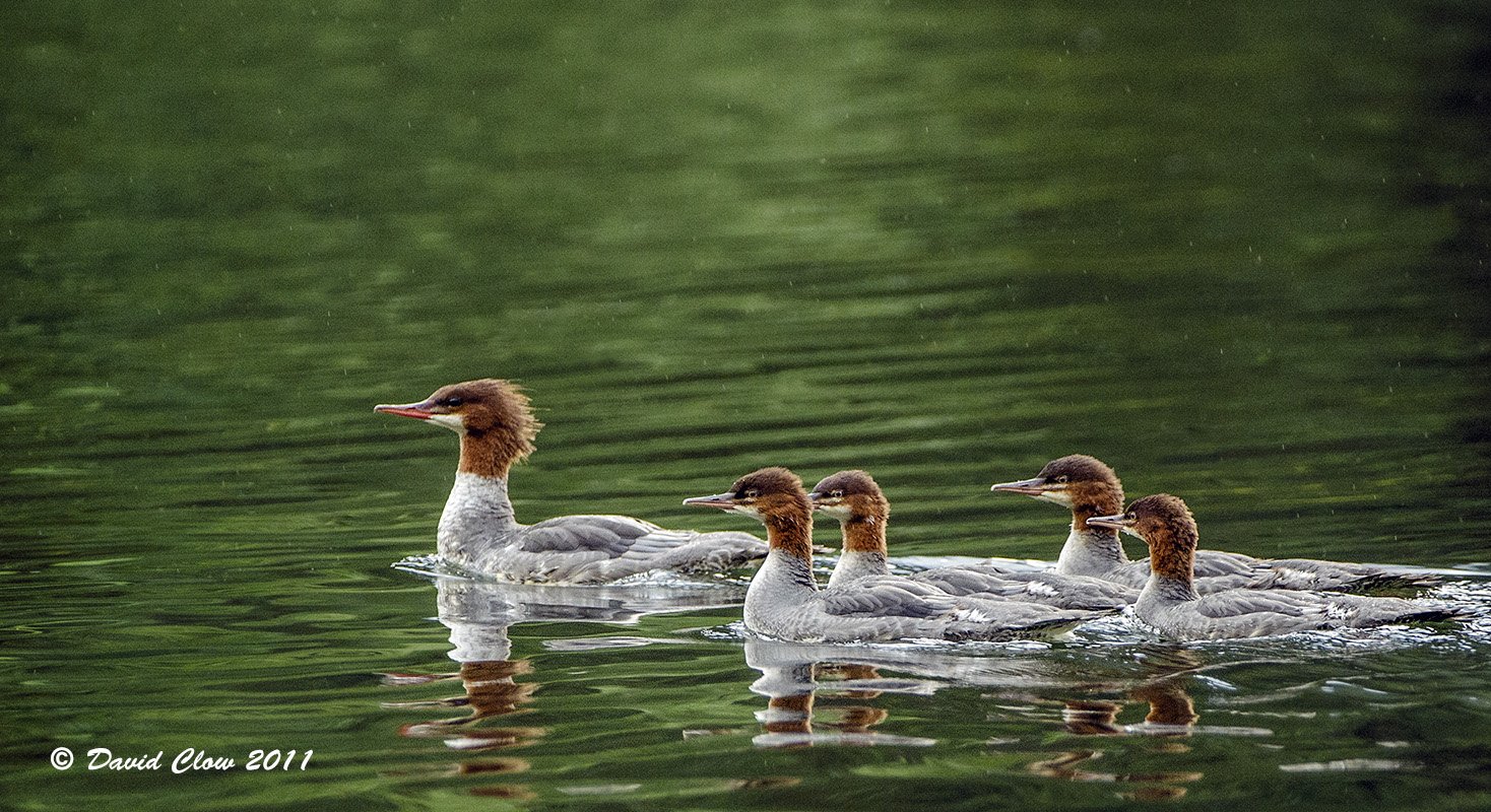 Common Merganser hen with ducklings (Mergus merganser]
