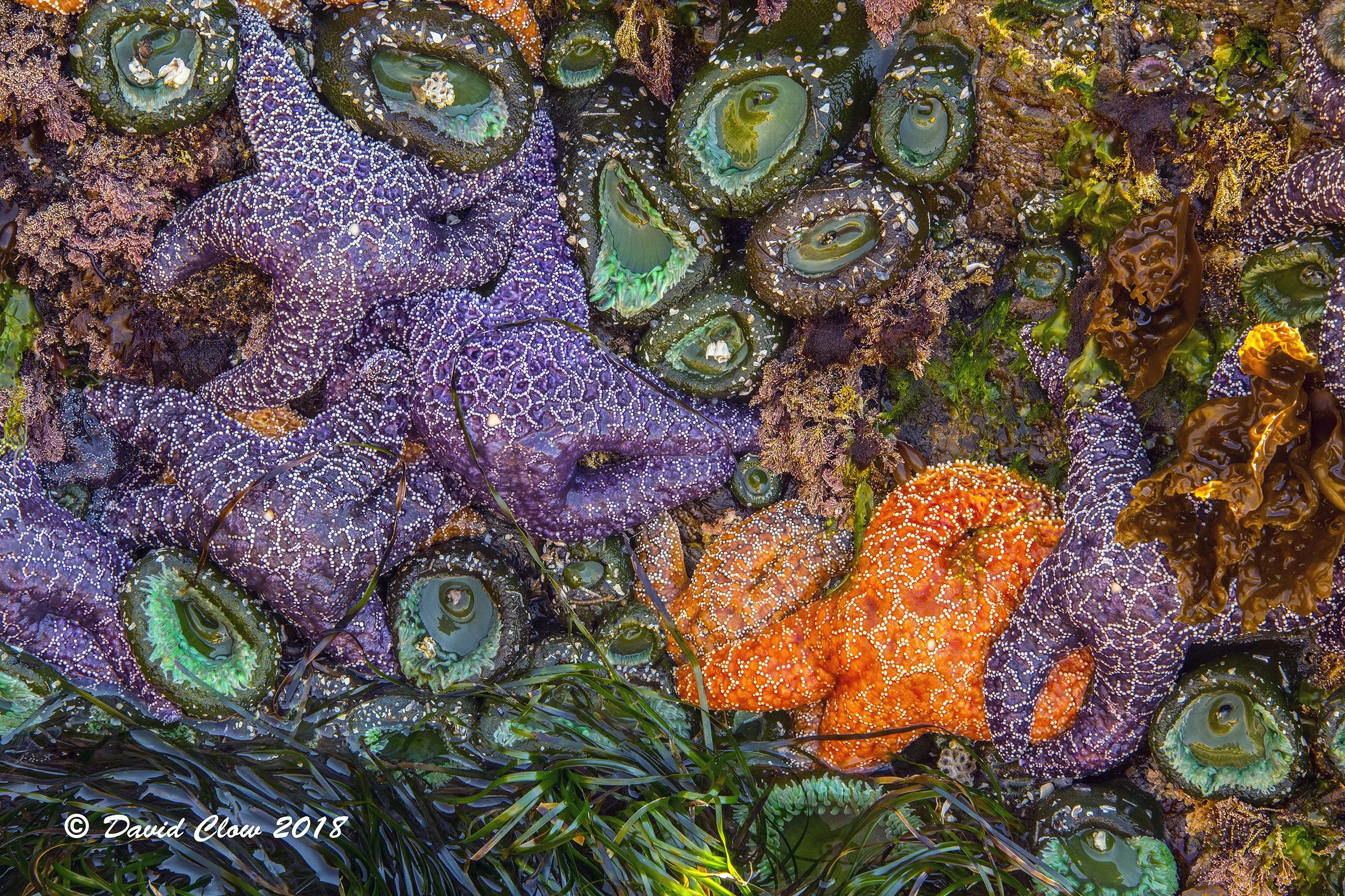 Ochre Sea Star [Pisaster ochraceus] and Giant Green Anemone [Anthopleura]