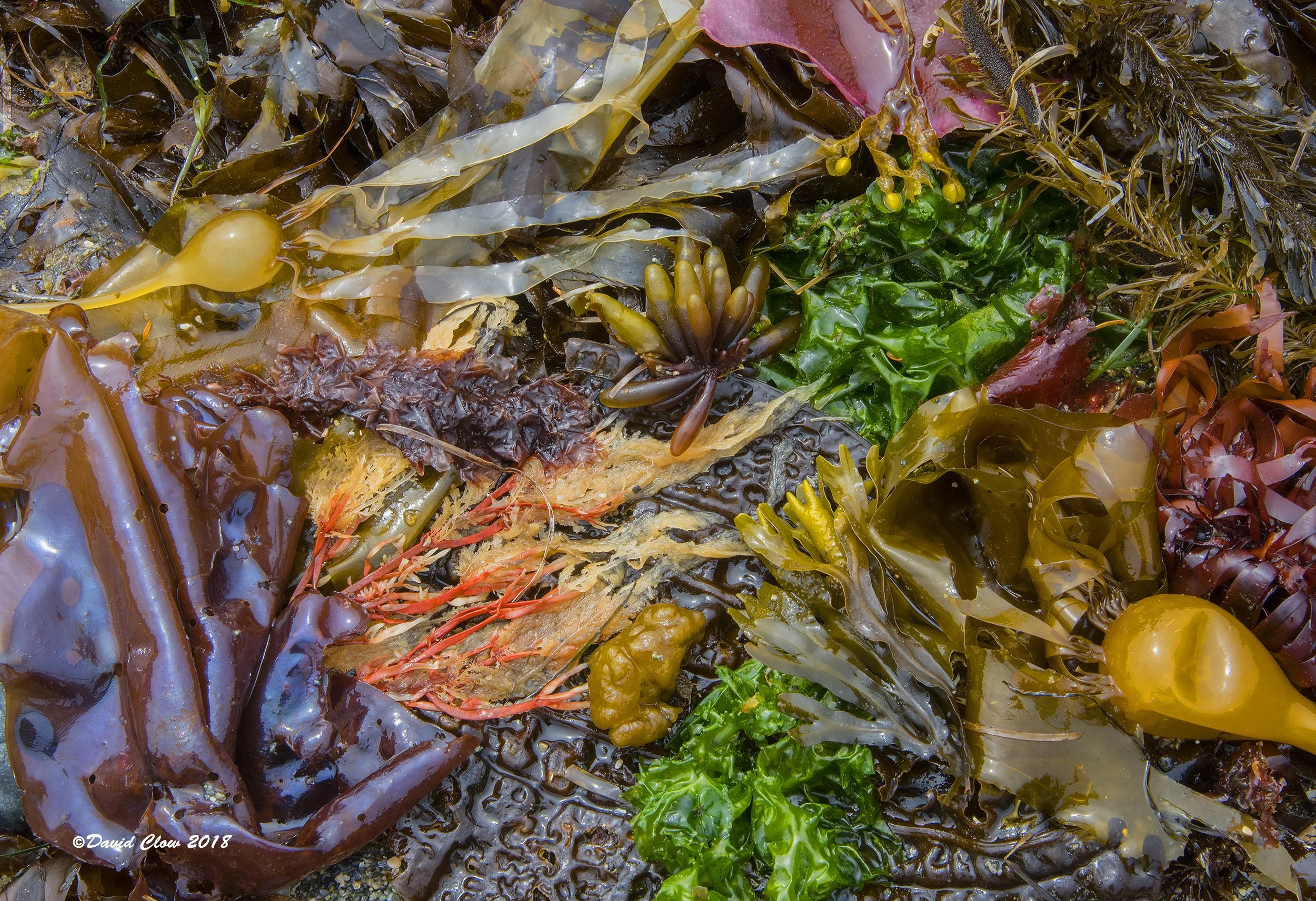 Algae Natural Abstract