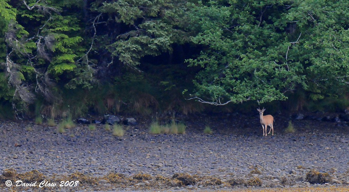 Black Tailed Deer - one of the last ones