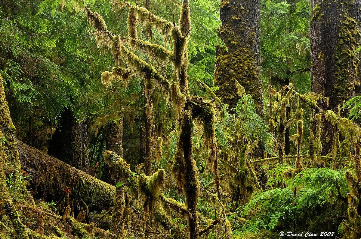 Temperate Rainforest