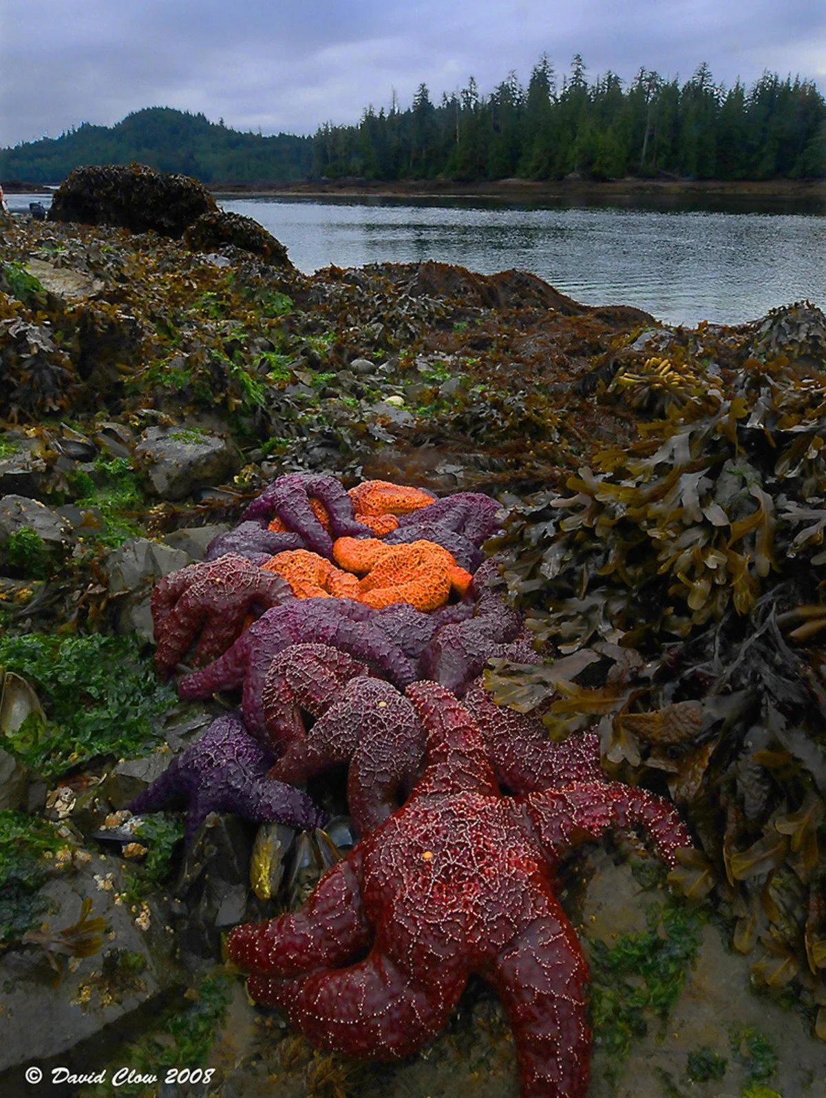 Ochre Sea Stars [Pisaster ocraceus] at low tide