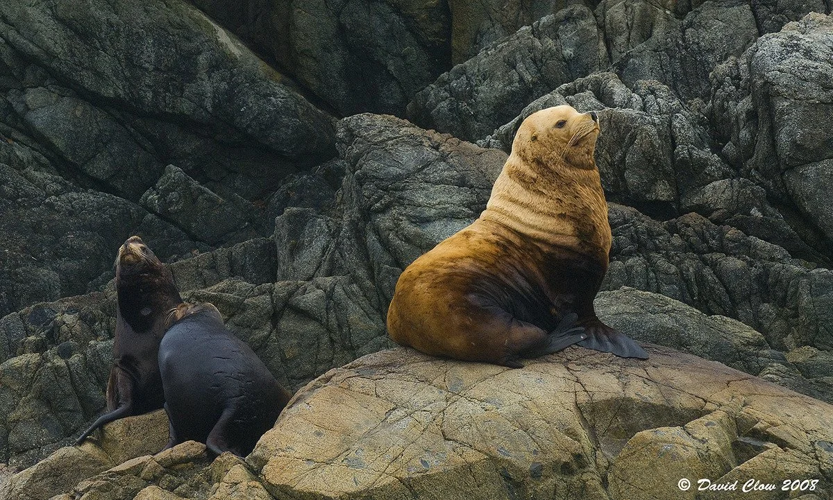 California Sea Lions [Z. californianus] and Steller Sea Lion [E. jubatus]