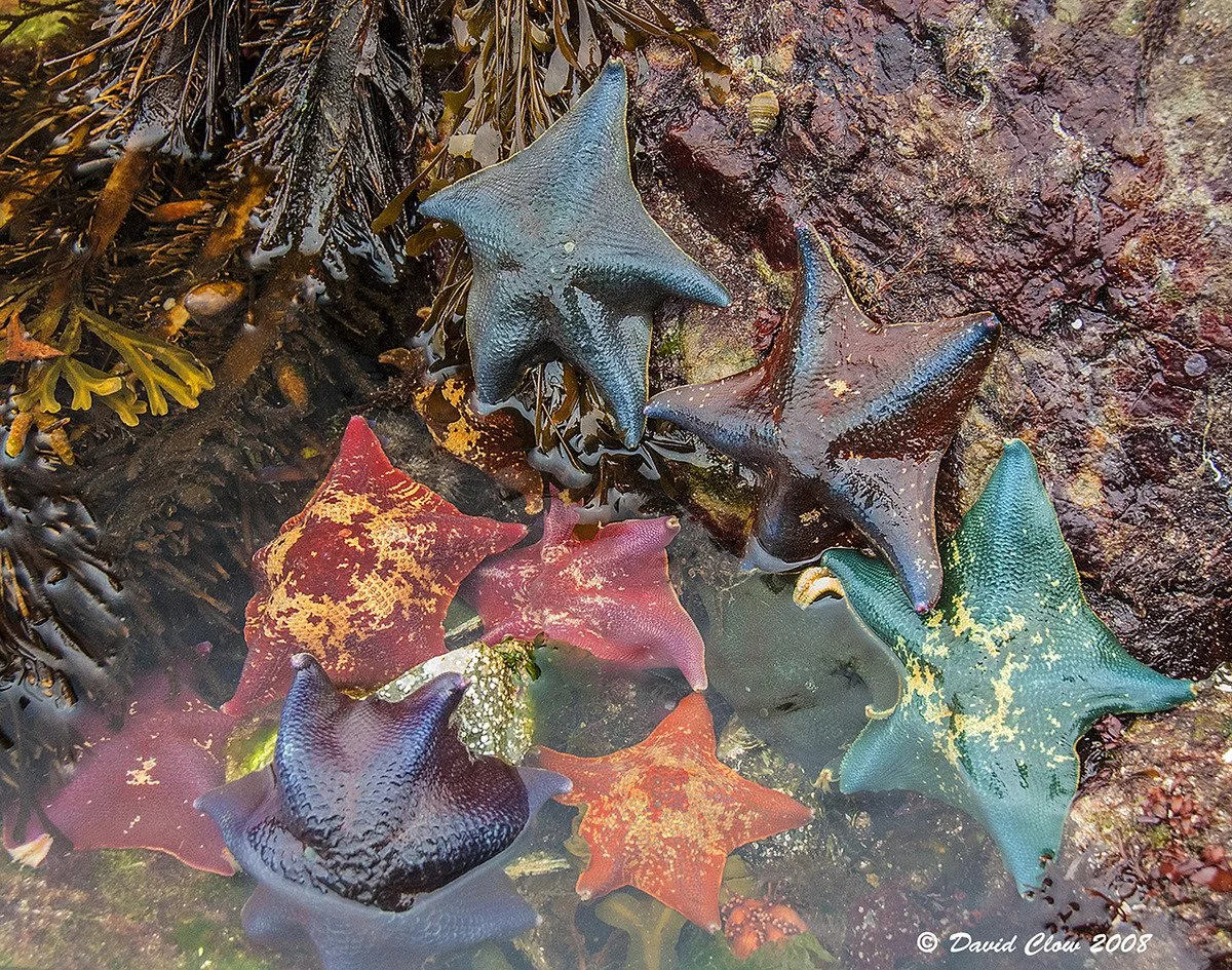 Bat stars [Patiria miniata]
