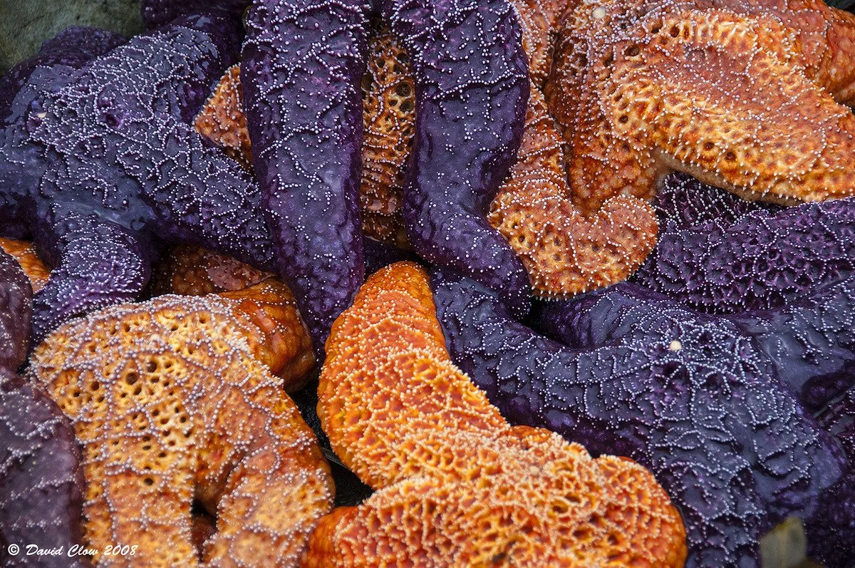 Ochre Starfish [Pisaster spp]