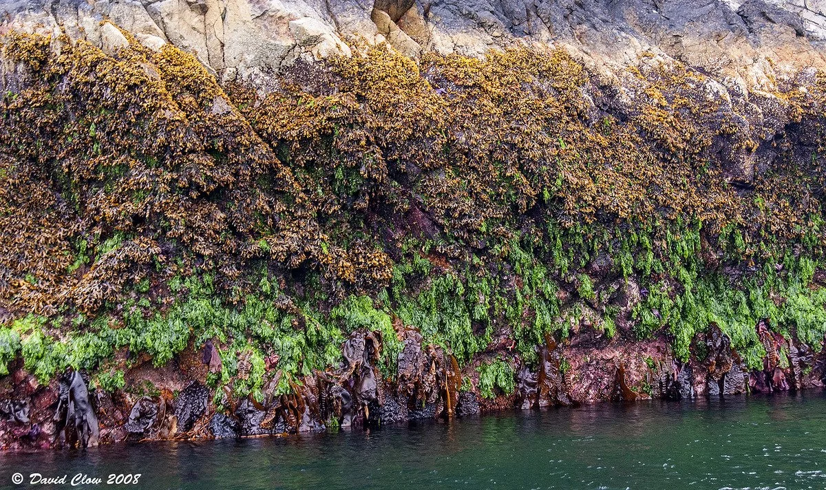 Intertidal zones