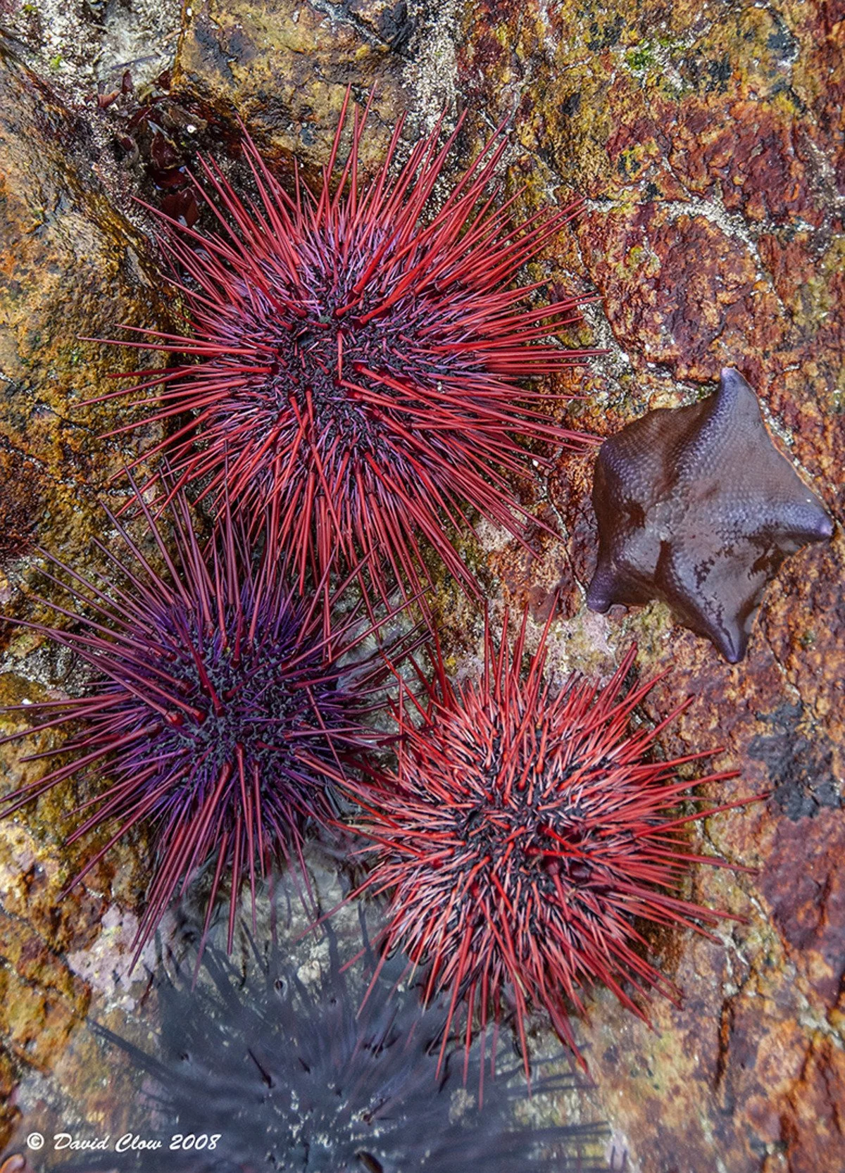 Red Spiny Sea Urchin [Mesocentrotus franciscanus]