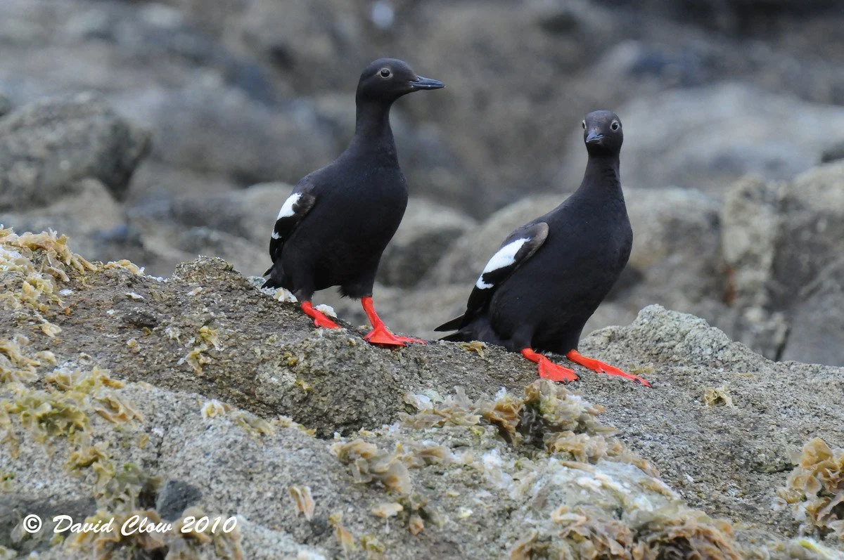 Pigeon Guillemots [Cepphus columba]