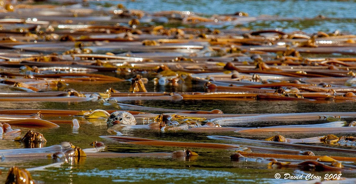 Harbour Seal [Phoca vitulina] in Kelp 