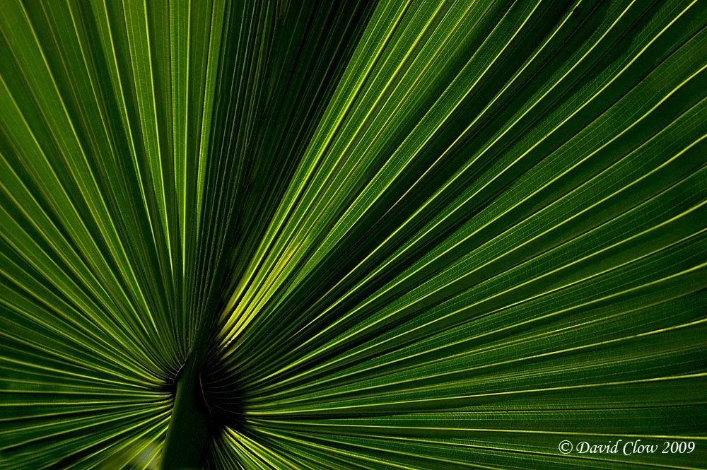 Carribean Palm