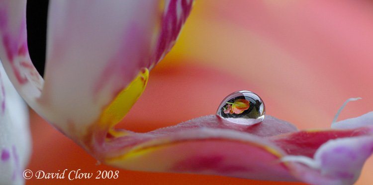 tulip in dew drop 