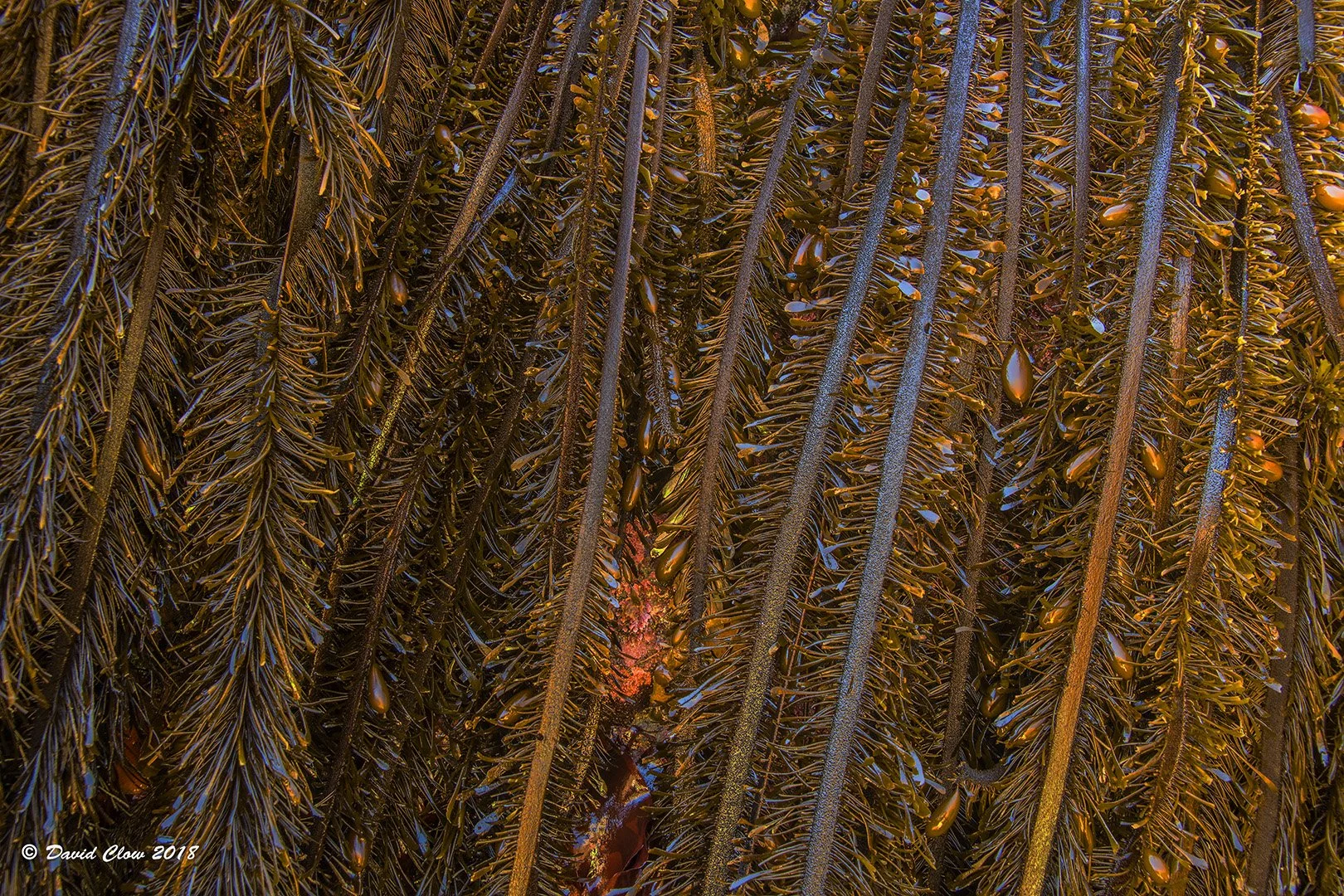 Feather Boa Kelp
