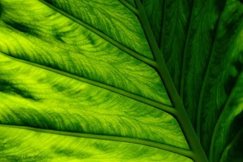 Temperate Rainforest