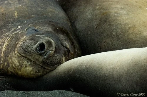 South Georgia Elephant Seal