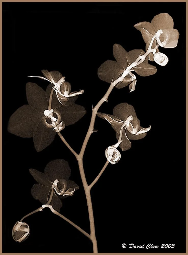 Orchid  X-ray