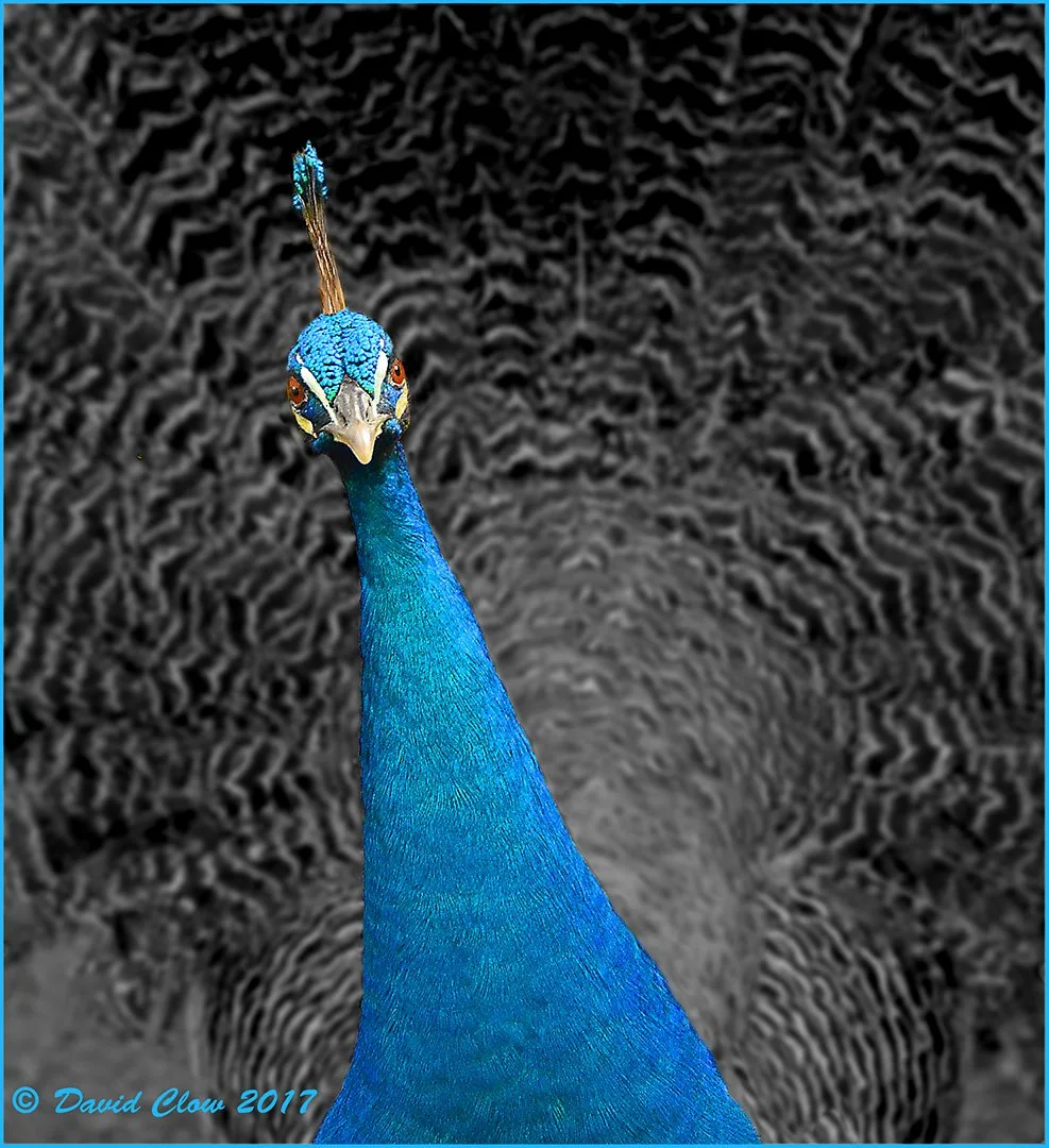 Peacock Portrait